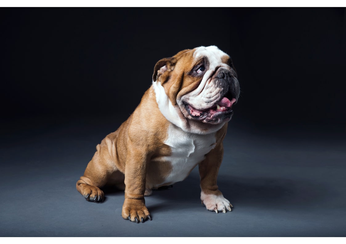 we provide a range of specialised services including screw tail, cherry eye, skin infections are more as a bulldog vet near me