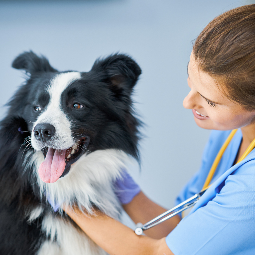 A veterinary surgeon and a dog at Local Vets in West Bromwich