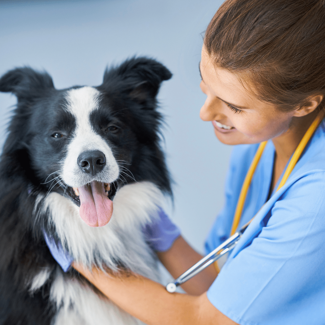 A veterinary surgeon and a dog at Local Vets near Brierley Hill