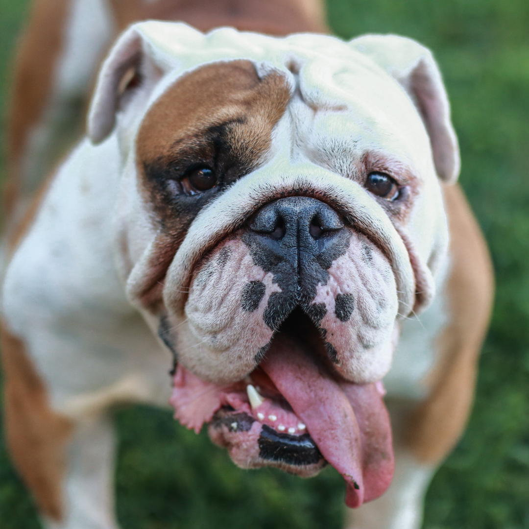 A bulldog after receiving emergency vet treatment at Local Vets in Halesowen and Oldbury