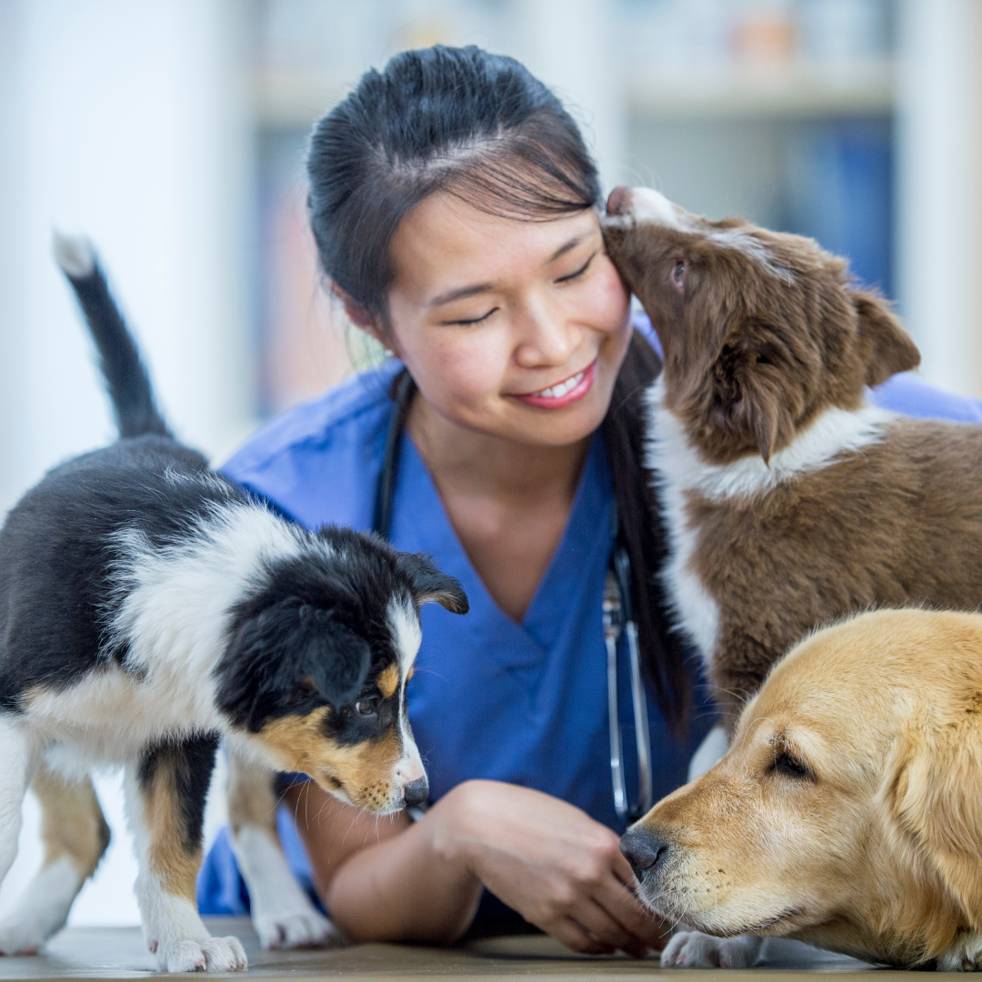 A vet with three dogs at Local Vets in Halesowen and Oldbury