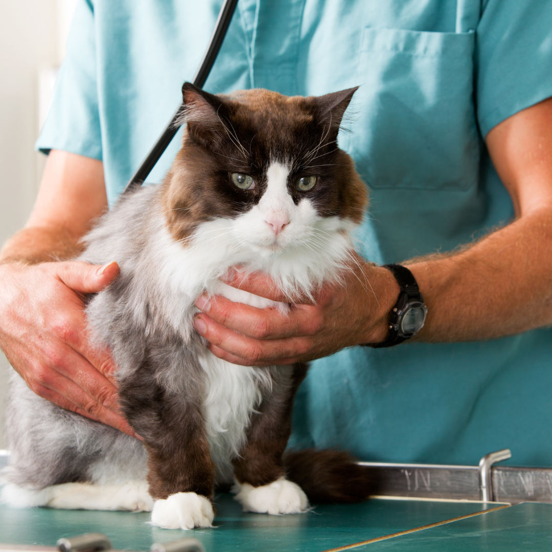 A cat receiving treatment at Local Vets Stourbridge